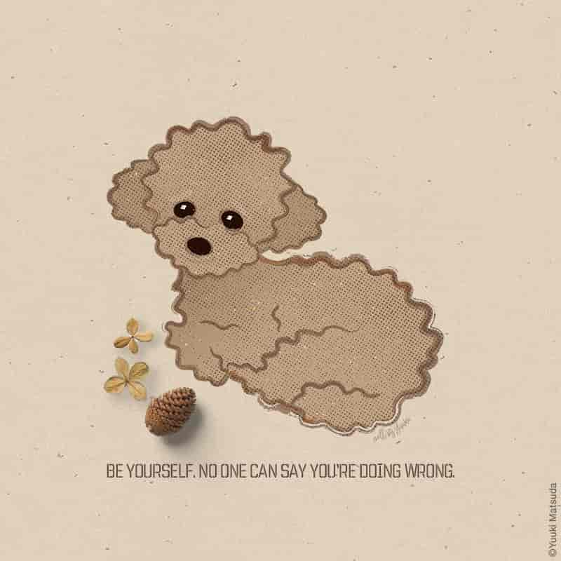 toy-poodle