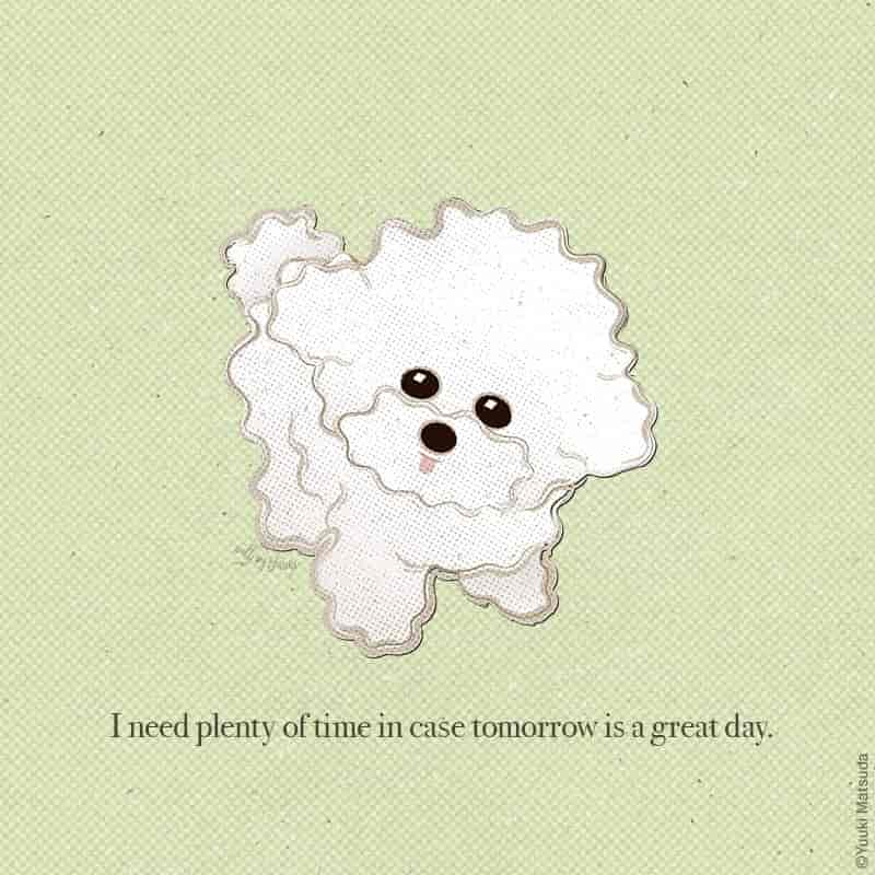 Bichon Frisé