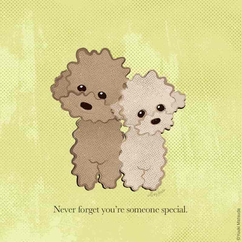 toy-poodle