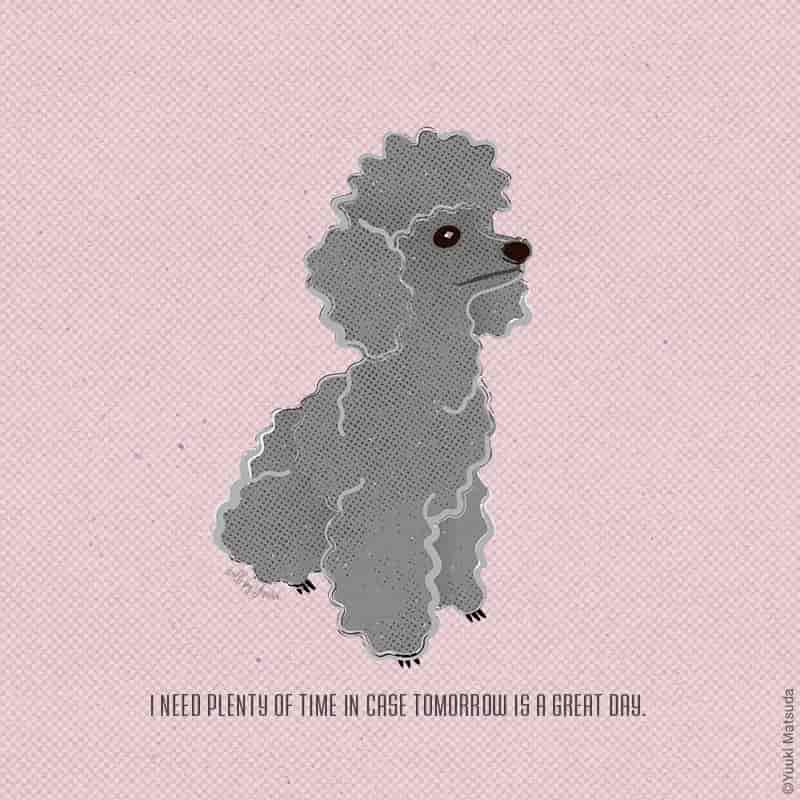 toy-poodle